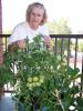 Doris McInnis et ses belles tomates / Doris and her beautiful tomatoes